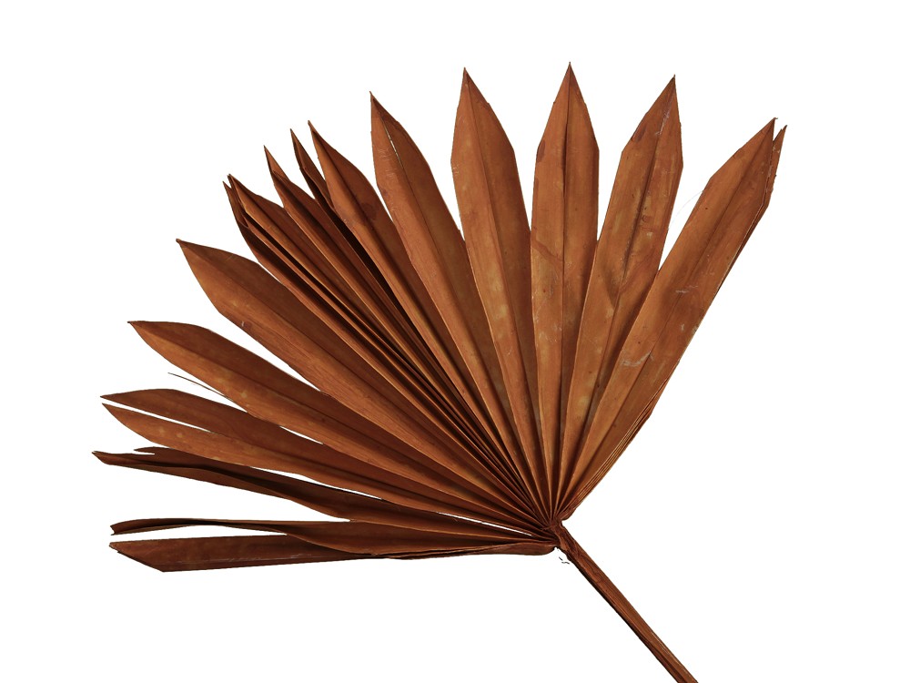 Palmfächer Braun 30-40cm (3 Bund)