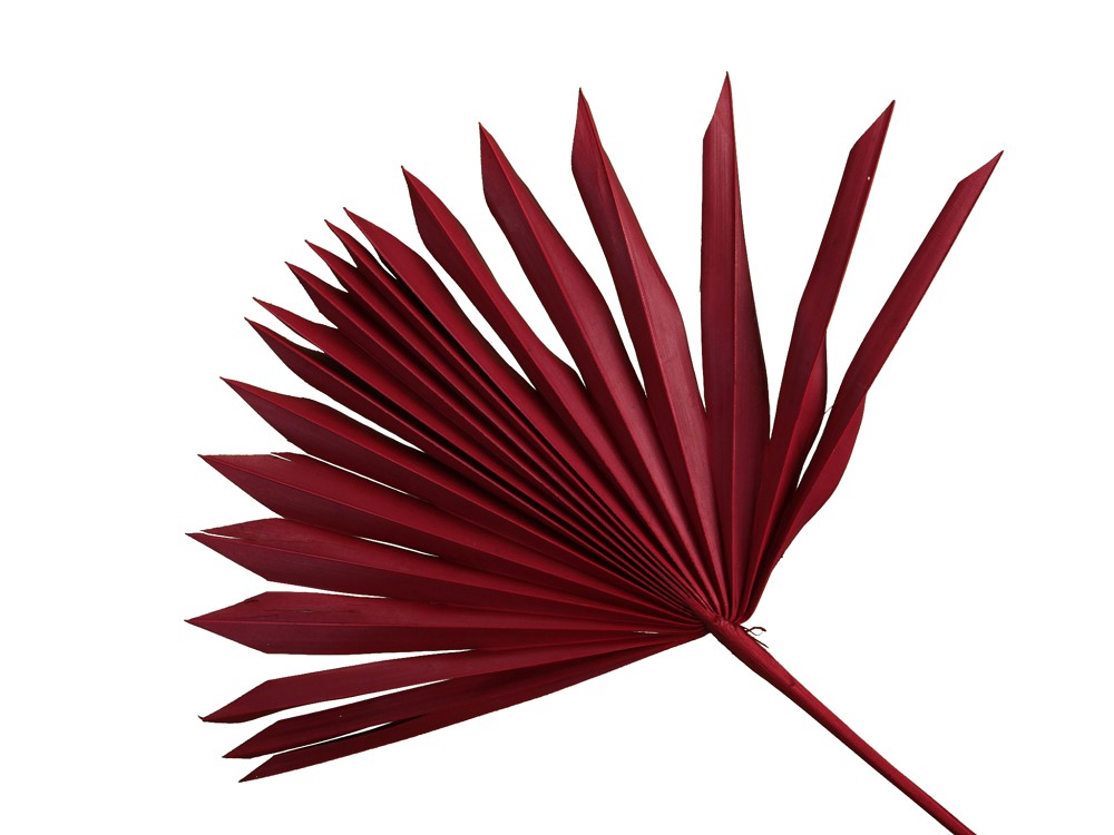 Palmfächer Rot 30-40cm (3 Bund)