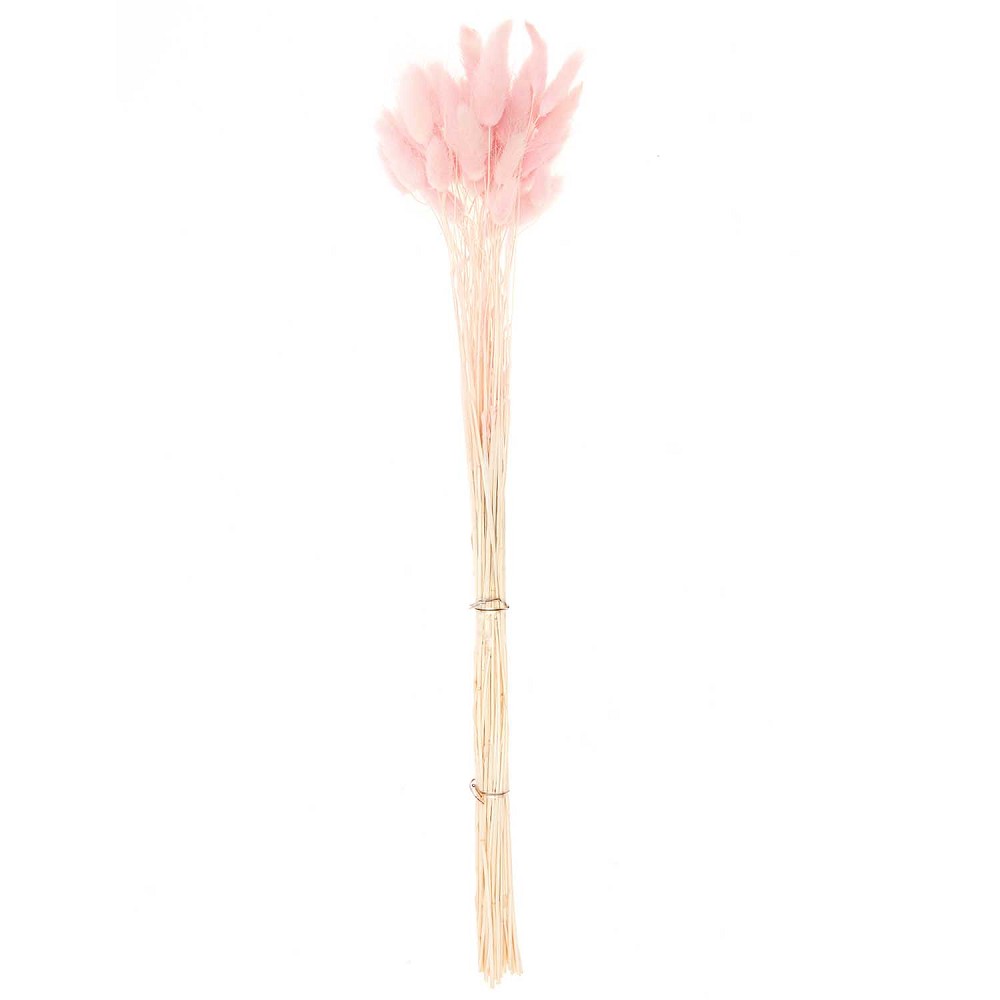 Lagurus Soft Pink 45-50cm (12 Bund)