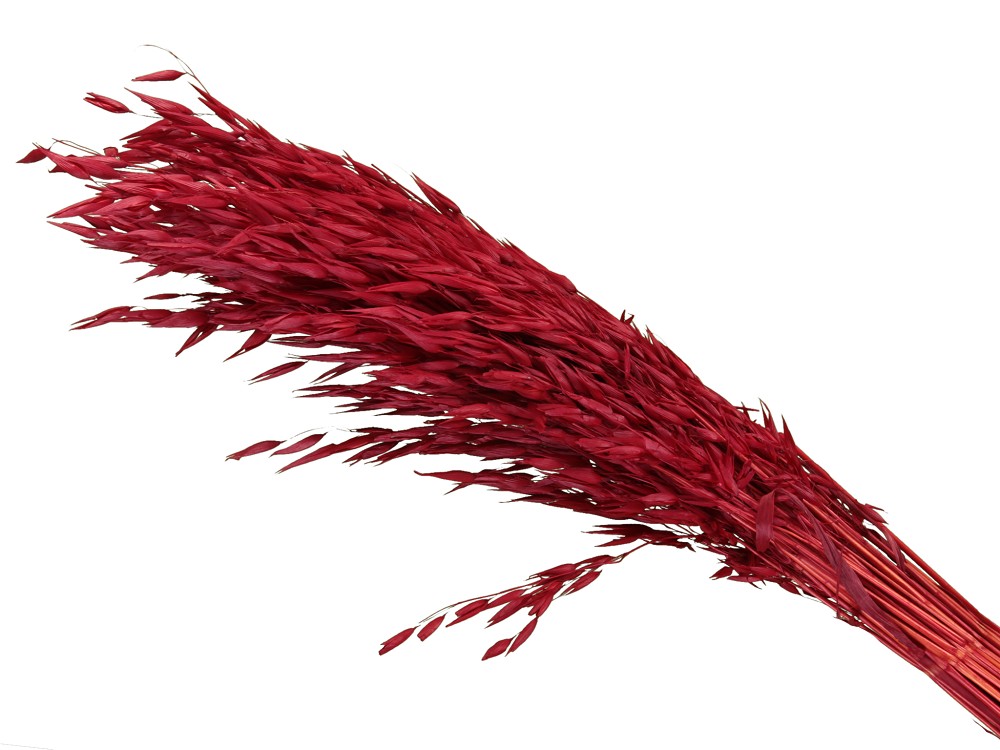 Oat Grass Rot 75cm (6 Bund)