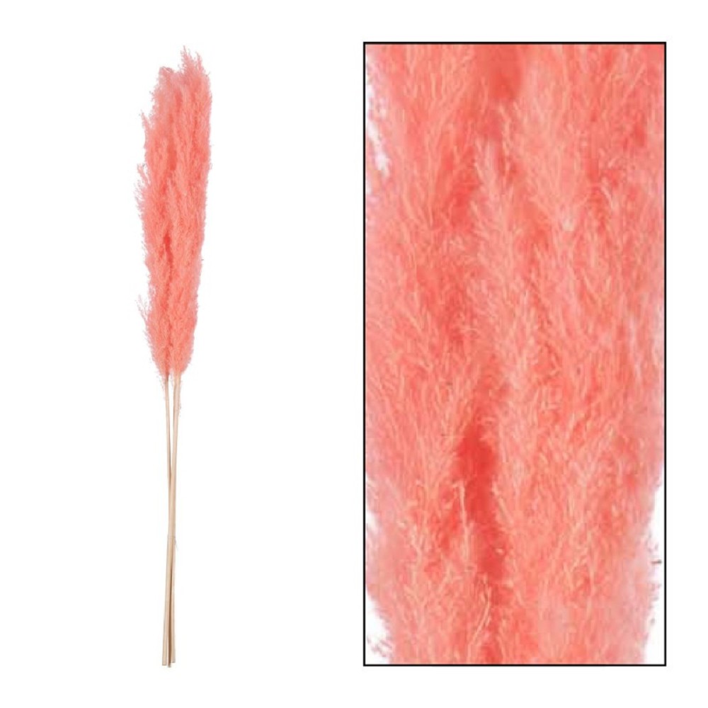 Pampasgrass Jaxx Pink 100-115cm (12 Bund)