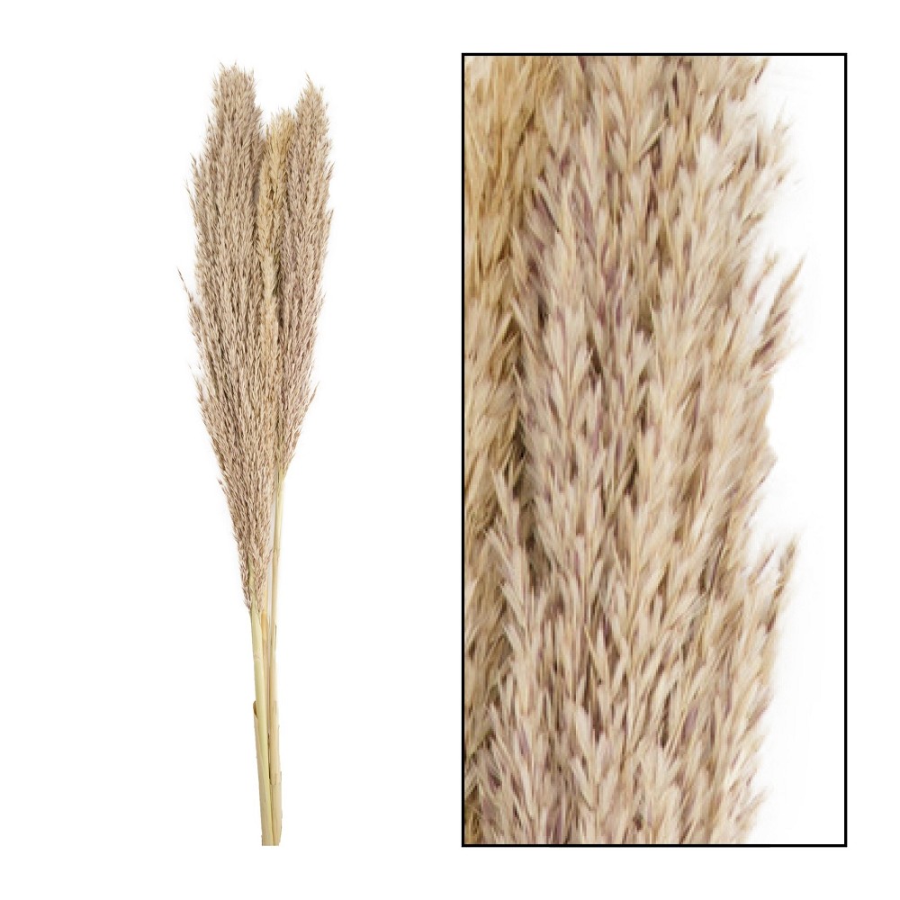 Wild reed plume Vinz Natural 100-115 cm (12 Bund)